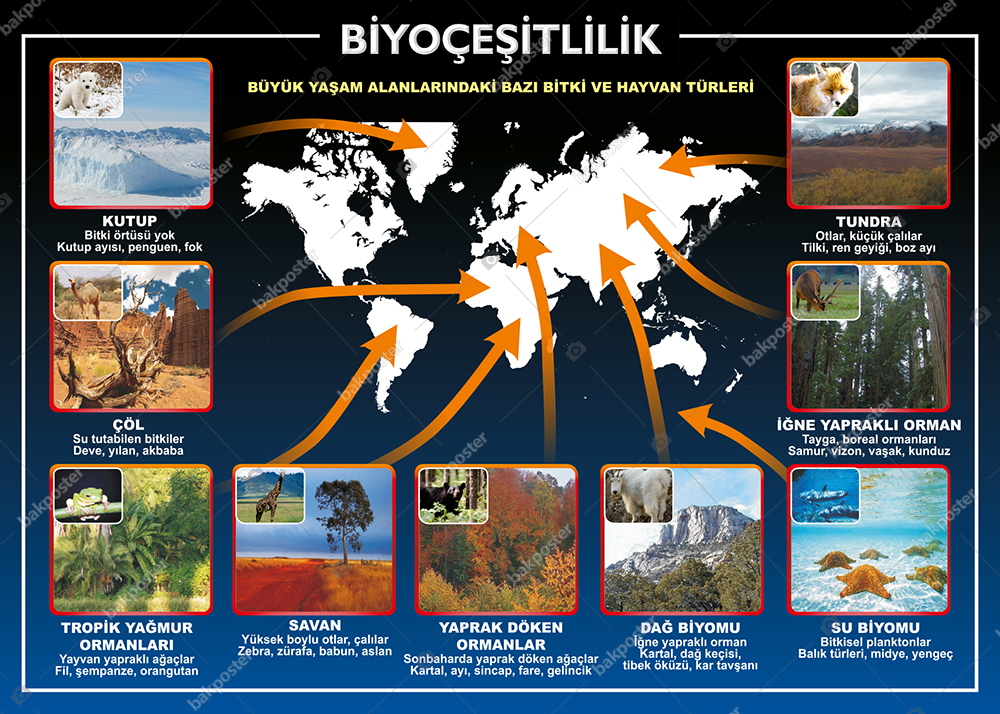 Biyoçeşitlilik