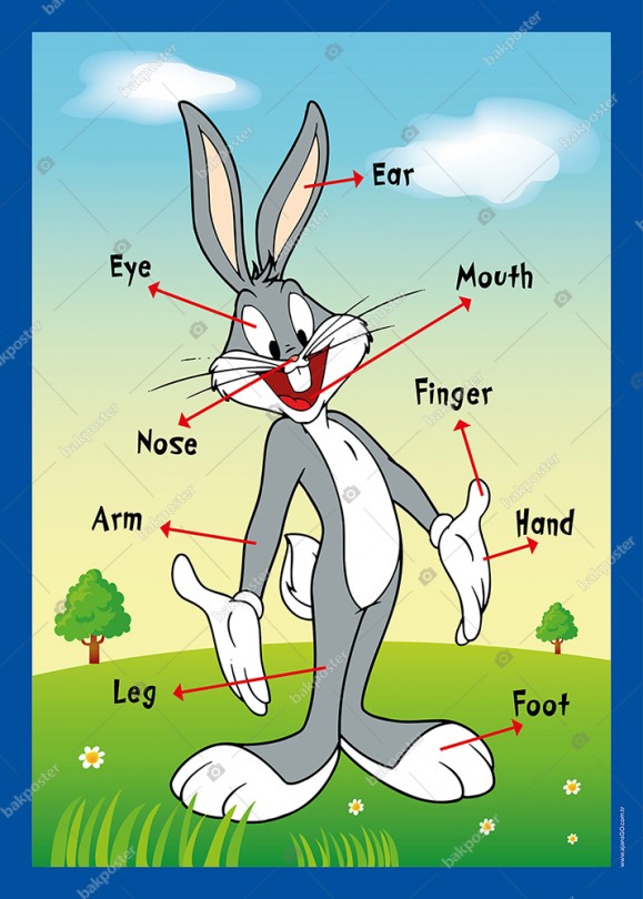 Bugs Bunny Vücudumuzu Tanıyalım