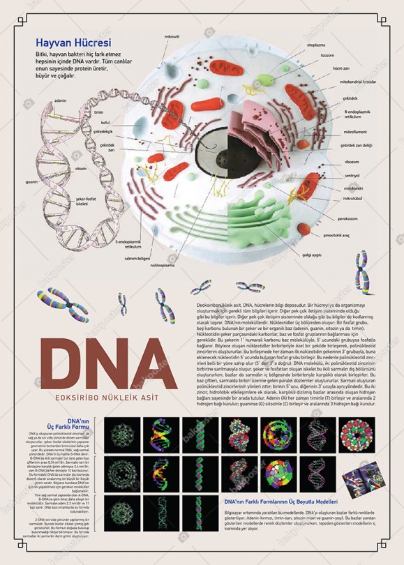 Dna 70x100 cm - Vinil ( Branda ) Afiş