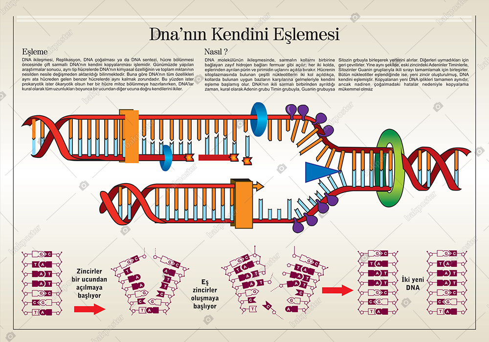Dna'nın Kendini Eşlemesi