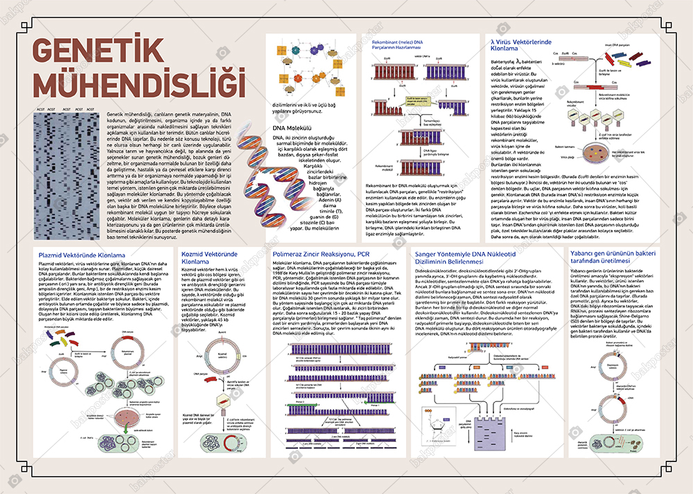 Genetik Mühendisliği