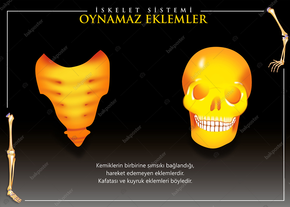 İskelet Sistemi Oynamaz Eklemler