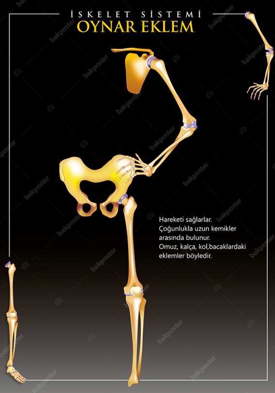 İskelet Sistemi Oynar Eklemler