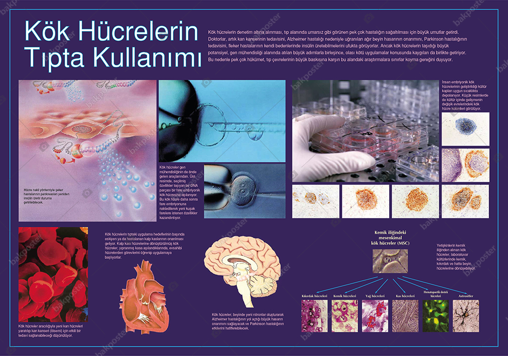 kok hucrenin tipta kullanimi okul posteri gorsel pano tablo