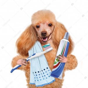 Akıllı Köpek Poster
