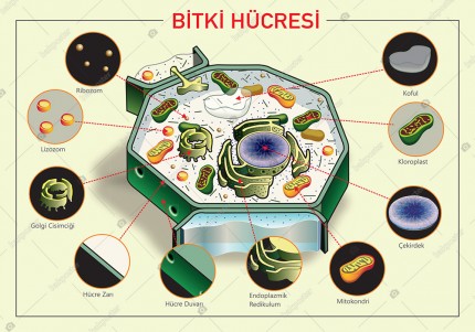 Bitki Hücresi