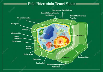 Bitki Hücresinin Temel Yapısı