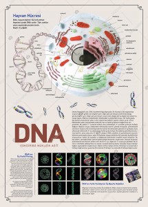 Dna