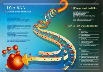 Dna Rna