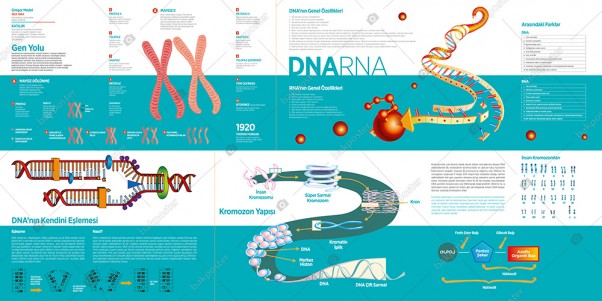 Dna ve Rna