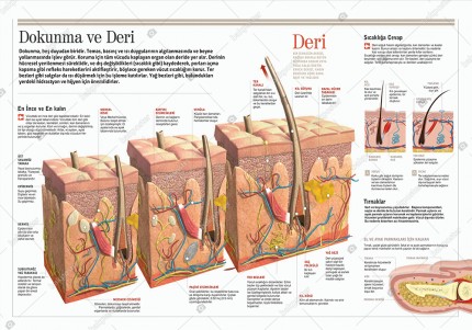 Dokunma ve Deri