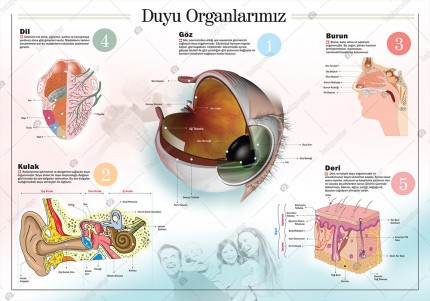 Duyu Organlarımız