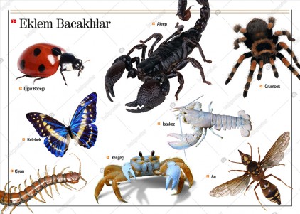 Eklem Bacaklılar