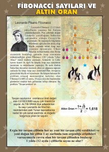 Fibonacci Sayıları Altın Oran