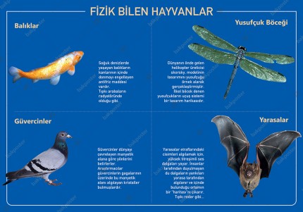 Fizik Bilen Hayvanlar