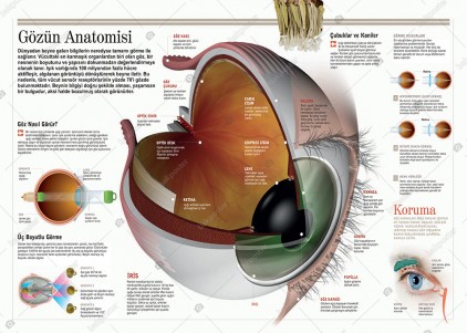 Gözün Anatomisi