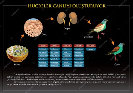 Hücreler Canlıyı Oluşturuyor