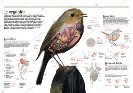 İç Organlar