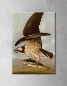 Kartal Avcı Kuş Balık
