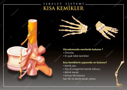 Kısa Kemikler