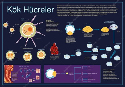 Kök Hücreler