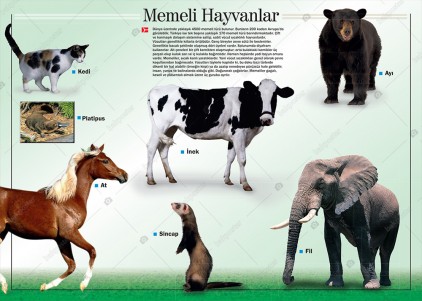 Memeli Hayvanlar