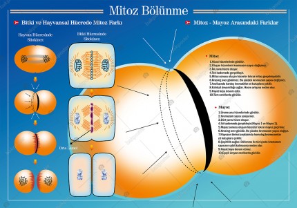 Mitoz Bölünme 100x140 cm - Folyo