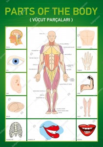 Parts Of The Body İngilizce Poster
