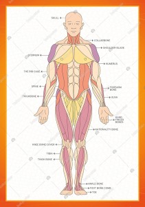 Ports Of The Body İngilizce Poster