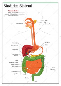 Sindirim Sistemi