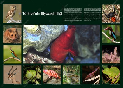 Türkiye'nin Biyoçeşitliliği