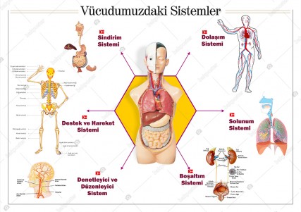 Vücudumuzdaki Sistemler