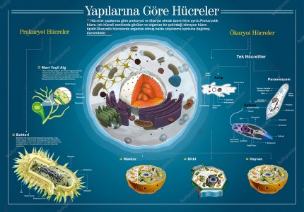 Yapılarına Göre Hücreler