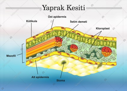 Yaprak Kesiti